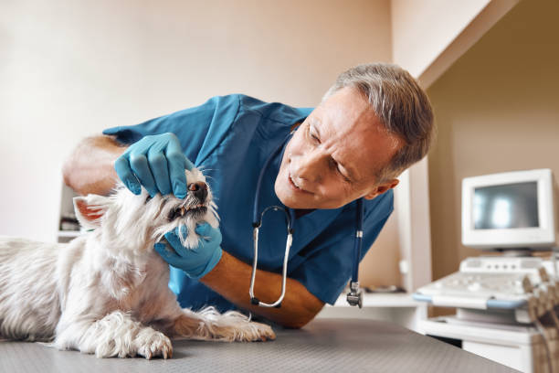 Best Emergency Tooth Extraction in State Line, PA